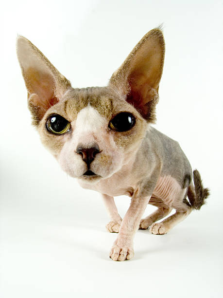 istock The Canadian sphynx 139663902
