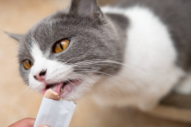 Domestic Cat Enjoying Its Meal