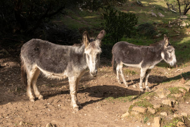 istock donkey in nature looking at the camera 1396639496