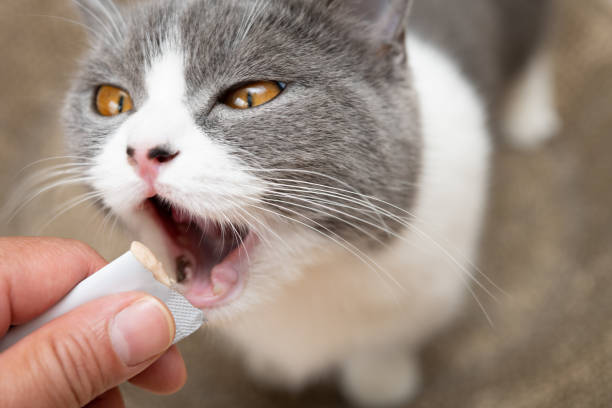 istock cat eating slice of meat 1396639605