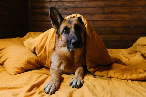 1,000+ Free German Shepherd & Dog Images - Pixabay