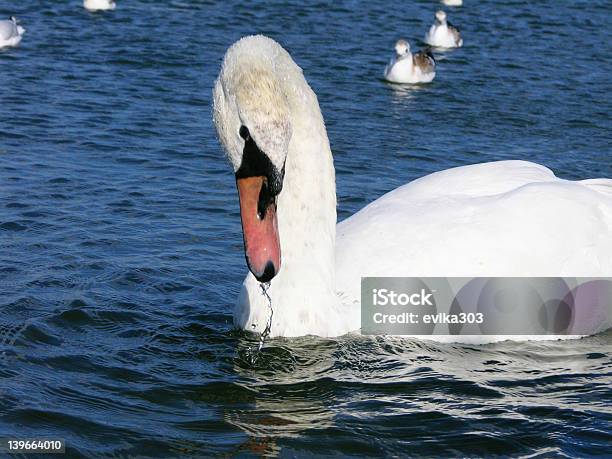 Swan Agua Potable Foto de stock y más banco de imágenes de Agua - Agua, Azul, Beber