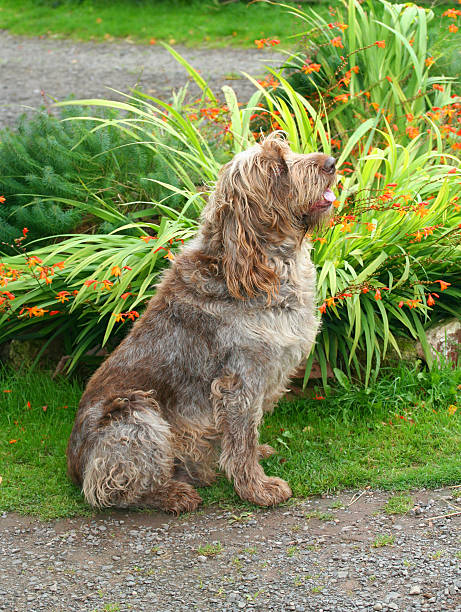 à longs poils hirsutes chien - italian spinone photos et images de collection