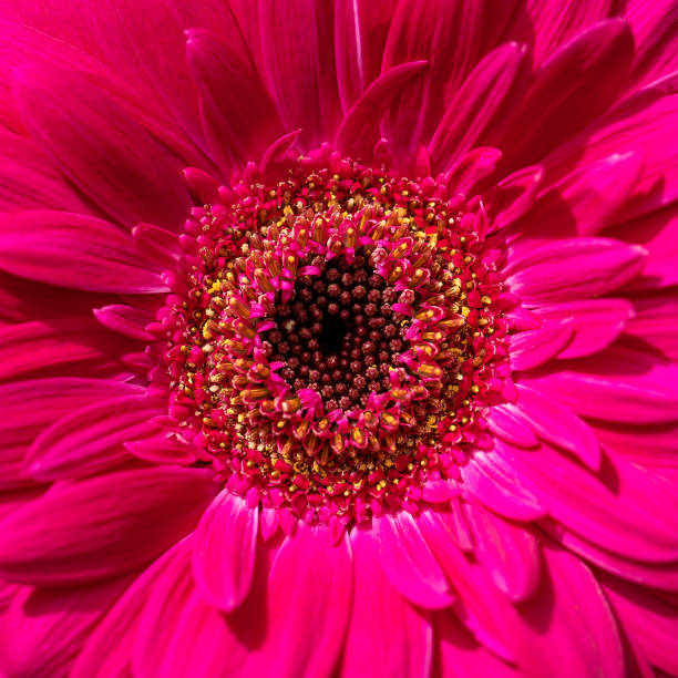 istock Pink gerbera flower blooms close-up. 1396640693