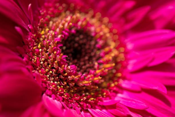 istock Pink gerbera flower bloom closeup with beautiful sepals. 1396640710