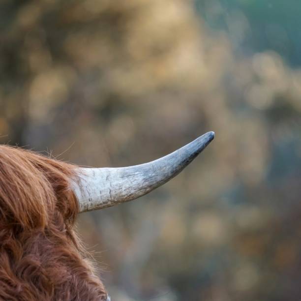 brown cow horn, animal themes brown cow horn, animal themes agricultural themes stock pictures, royalty-free photos & images