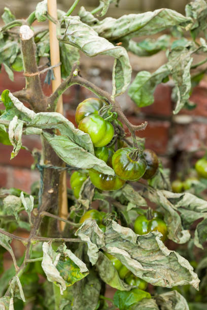 tizón del tomate, planta de tomate con enfermedad en el jardín del reino unido - cordoning fotografías e imágenes de stock