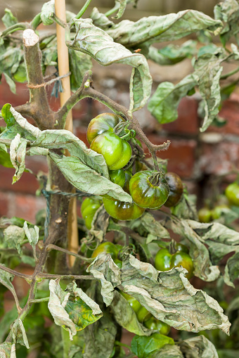 Close-up of tomato plant with blight, (phytophthora infestans,) fungal disease in UK garden