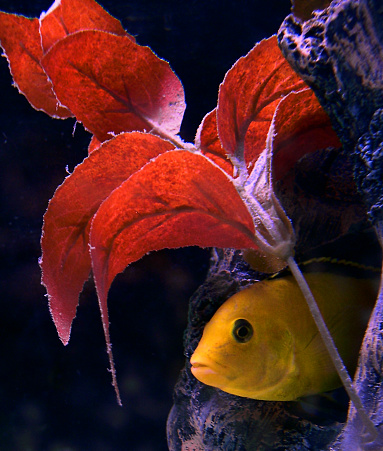 An African Cichlid raised in a freshwater aquarium.  These fish are best known for their ability to mature into very bright and vibrant colors.