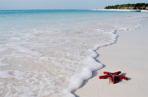 Red sea star on Kendwa Beach, Zanzibar Island off the coast of Tanzania, Africa