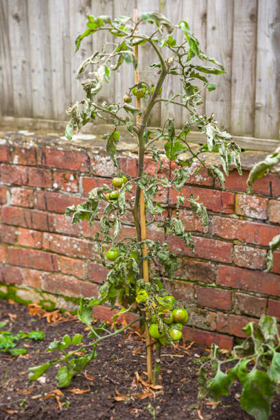 tomatenfäule, tomatenpflanzenkrankheit im garten, großbritannien - cordoning stock-fotos und bilder