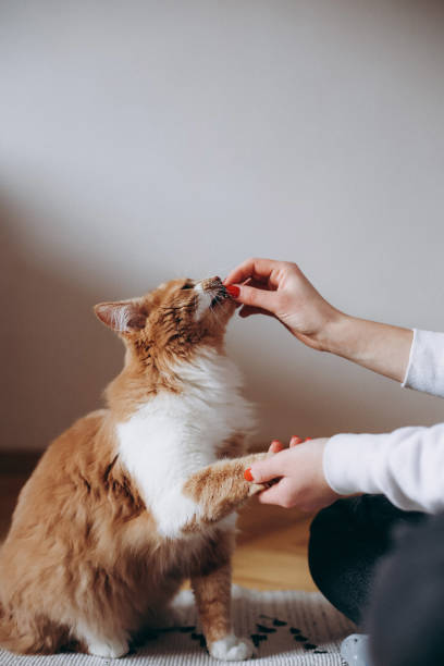 istock A woman feeding a cat 1396642181