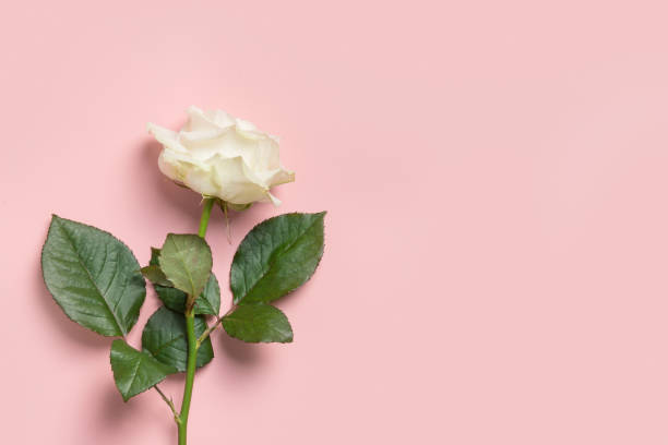 istock Bouquet of white roses on pink. Top view, copy space. 1396642460