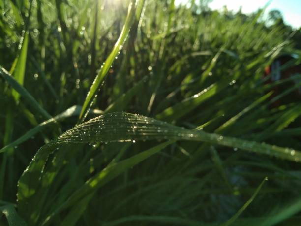 istock Beautiful view of ricefield after rain 1396642475