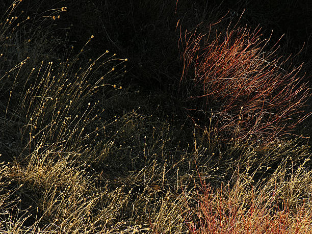 Seco pasto con luz natural - foto de stock