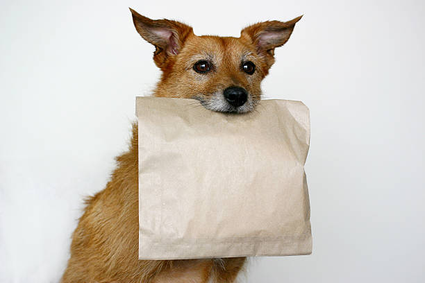 Dog carrying a plain brown bag stock photo