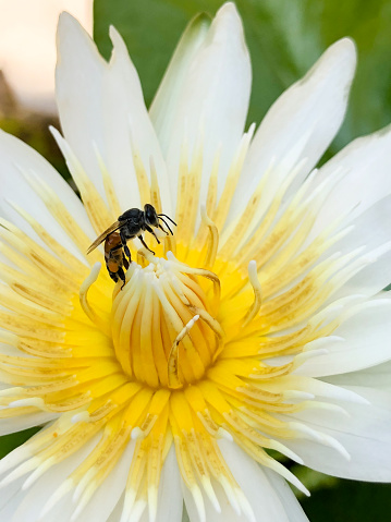 Close up view of a blooming white water lily with yellow pollen with a honeybee inside and green lotus leaf in backdrop on a vertical view.