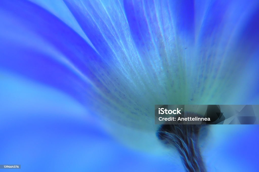 Anémona - Royalty-free Anemone Coronaria Foto de stock