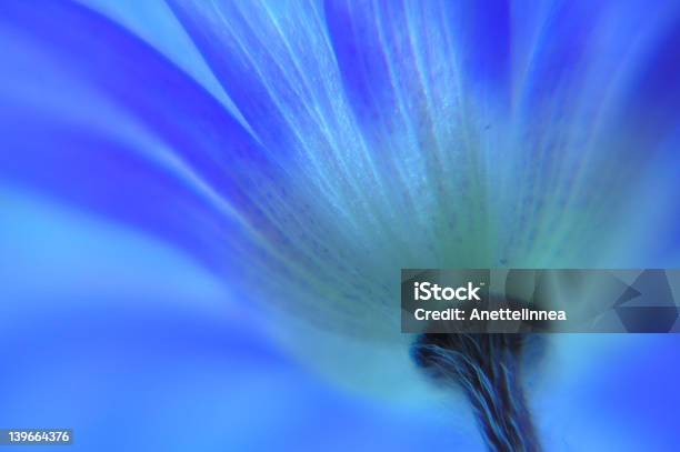 Anémona - Fotografias de stock e mais imagens de Anemone Coronaria - Anemone Coronaria, Anémona - Família do ranúnculo, Anémona azul