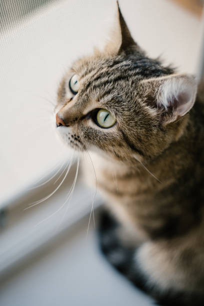 istock Domestic striped cat look up close-up. 1396644288