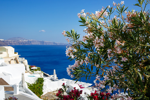 Close-Up of Oleander or Nerium flower on Santorini island, white greek houses on the background