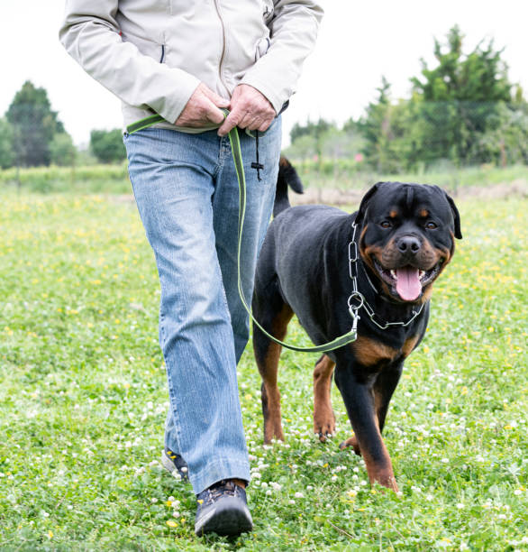 Large aggressive dog being held back by its owner