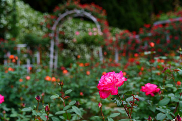 istock Rose flower in the rose garden 1396644863