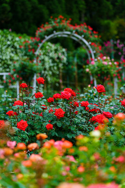 istock Rose flower in the rose garden 1396644871