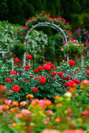 Rose flower in the rose garden