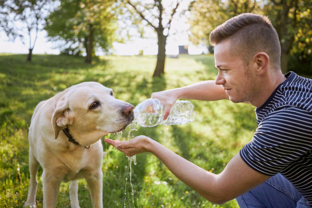 istock Dog drinking water from plastic bottle