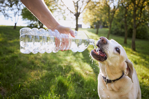 Dog drinking water from plastic bottle. Pet owner takes care of his labrador retriever during hot sunny day.\