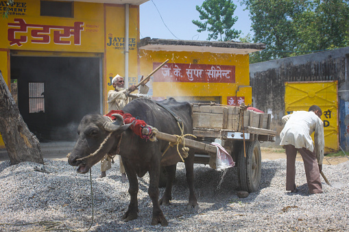PUNE, INDIA - November 1, 2014: Farmar carrying a pair of bulls with plough, PUNE, INDIA