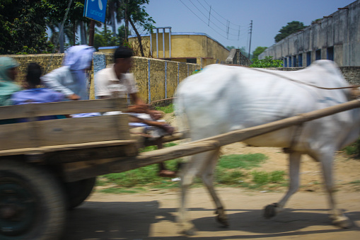 Bangalore, India - 05 28 2011: Indian traditional form of transport a cart drawn by cow transports people