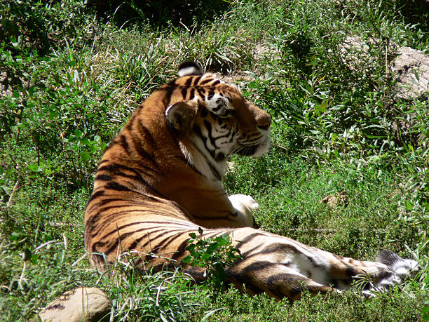 Tiger 2 stock photo