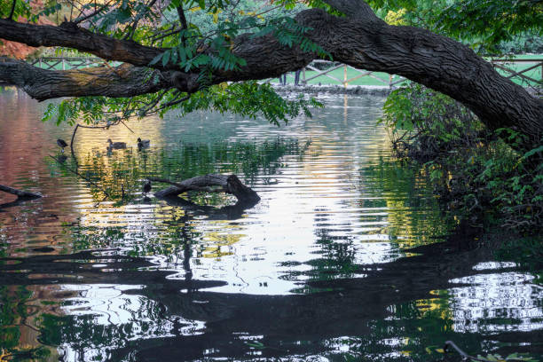 Milan, Lombardy, Italy: the park known as Parco Sempione in autumn (October)