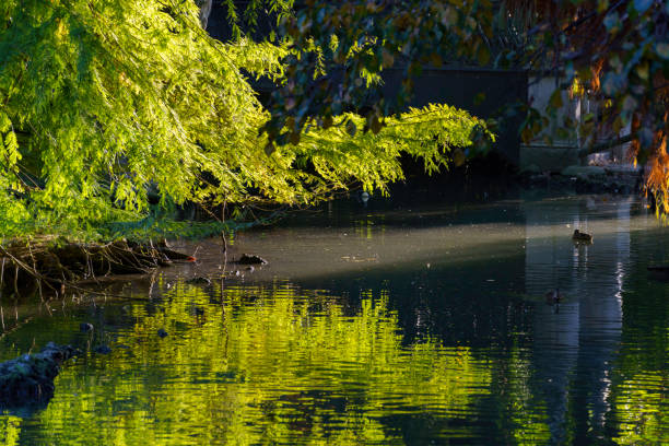 Milan, Lombardy, Italy: the park known as Parco Sempione in autumn (October)