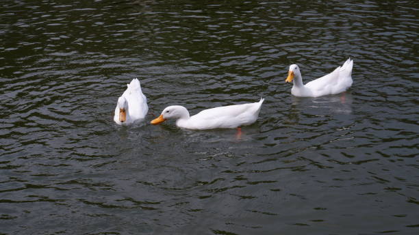 istock The Geese Lake 1396646926