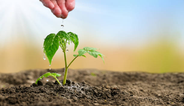 istock Tomato seedlings planted in the ground 1396646996