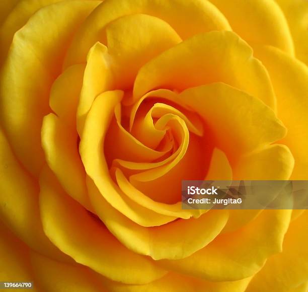 노란색 로즈 꽃-식물에 대한 스톡 사진 및 기타 이미지 - 꽃-식물, 꽃잎, 노랑