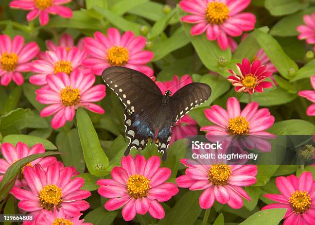 Farfalla - Fotografie stock e altre immagini di Ambientazione esterna - Ambientazione esterna, Animale, Bellezza naturale