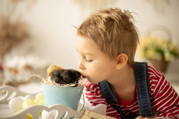 bambino carino a casa con piccoli pulcini appena nati, godendo, bambino carino e amico animale in una stanza soleggiata - baby chicken human hand young bird bird foto e immagini stock