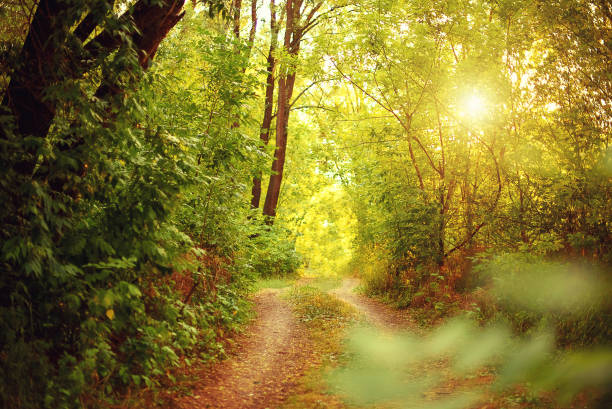 istock Scenic image of wonderful, romantic footpath road forest landscape with sunlight rays through branches of trees. 1396648761