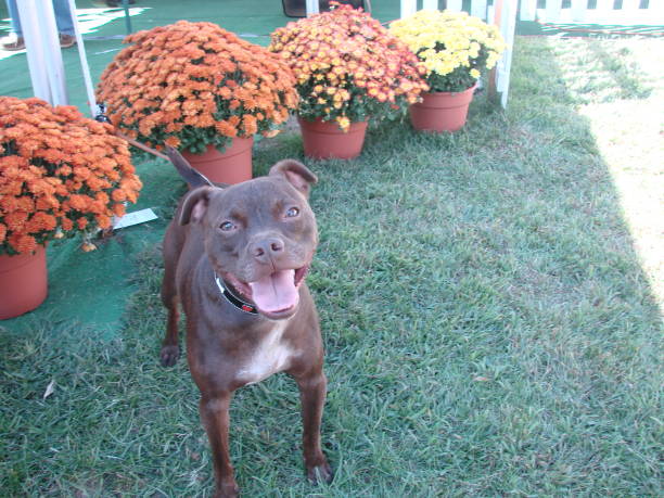 istock Happy Dog Waiting by the Flowers 1396648777