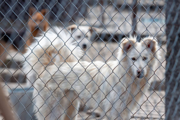 istock Shelter of dogs from different breeds. 1396648924