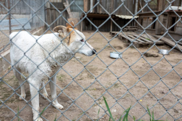 istock Shelter of dogs from different breeds. 1396648938