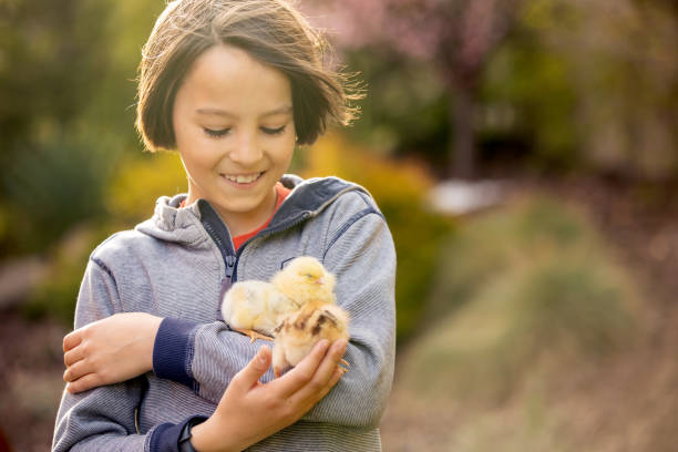 mignon enfant doux, garçon préadolescent, jouant avec de petits poussins dans le parc, bébé poussins et enfant - baby chicken human hand young bird bird photos et images de collection