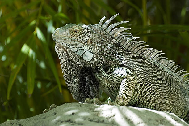 Male Green Iguana Male Green Iguana, taken on Aruba hoplocercidae stock pictures, royalty-free photos & images