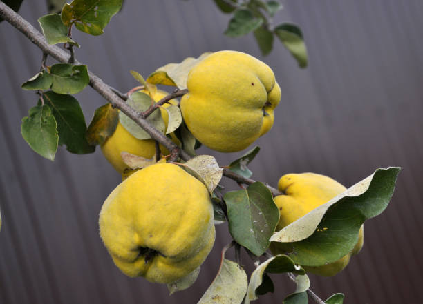 Quince branch with fruits On the quince branch yellow ripe fruits cydonia stock pictures, royalty-free photos & images