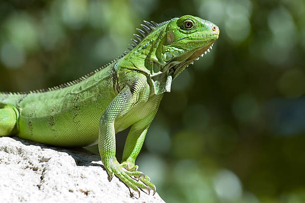 istock Male Green Iguana 139664911