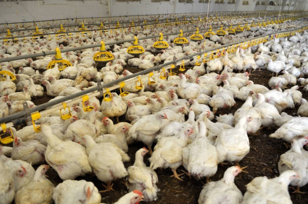 istock Farm for growing broiler chickens 1396649131